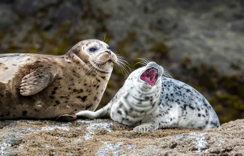 Афиша: Морские котики и водная прогулка по живописным акваториям во Владивостоке 10 августа 2026