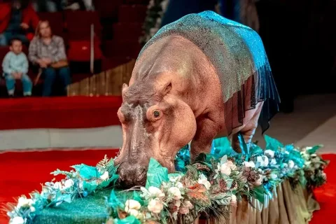 Афиша: Тропик-шоу. Мир Джуманджи в Нижнем Тагиле 12 сентября 2026