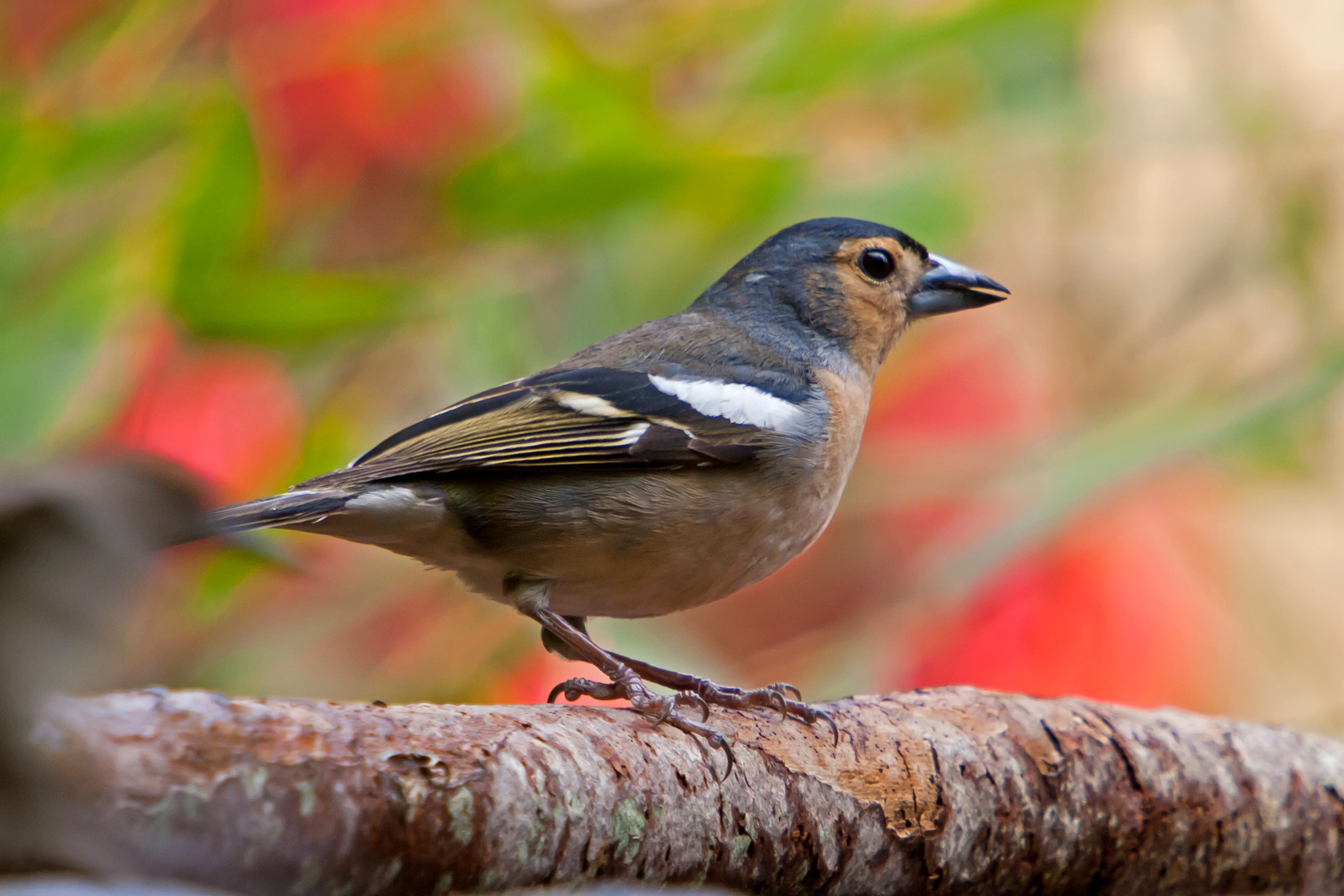 Афиша: На Куршскую косу с посещением орнитологической станции в Калининграде 15 апреля 2026