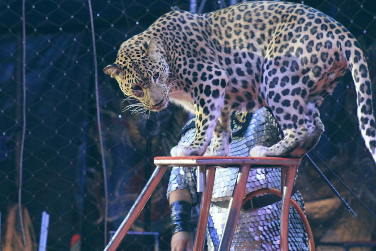 Афиша: Цирк-шапито «Золотой дракон». Шоу персидских леопардов в Санкт-Петербурге 18 апреля 2026