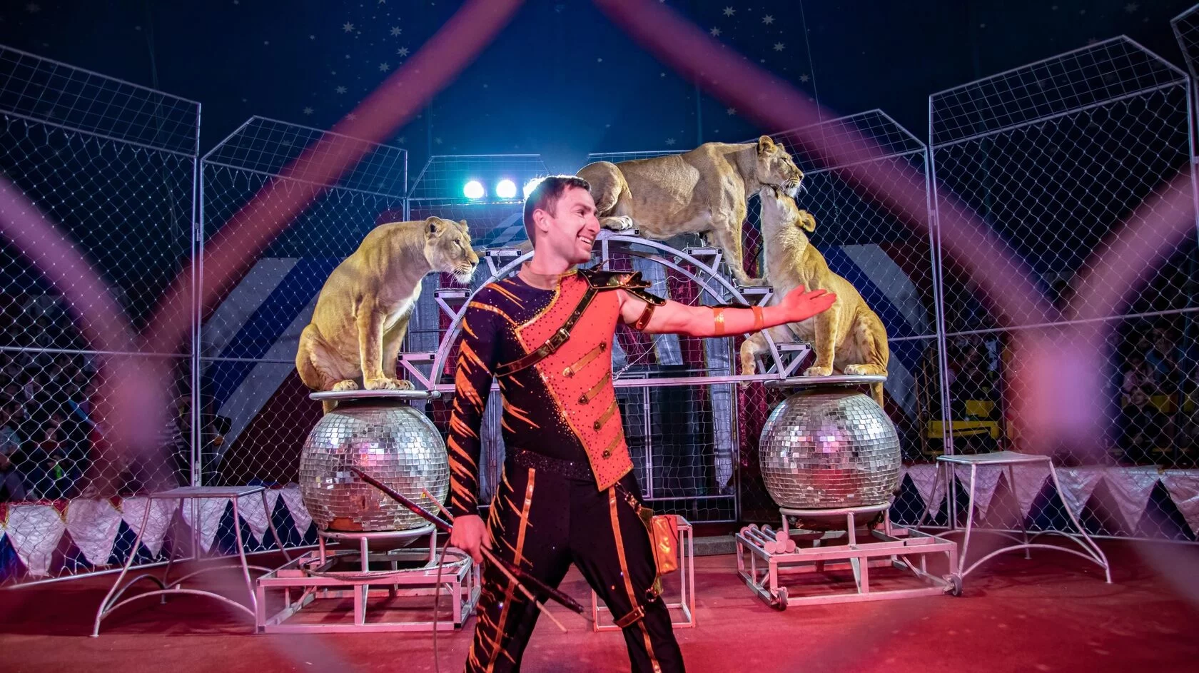 Афиша: Золото Африки. Тигры среди львиц в Йошкаре-Ола 4 апреля 2026