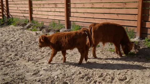 Афиша: Парк альпак «Симба» в Казани 31 декабря 2027