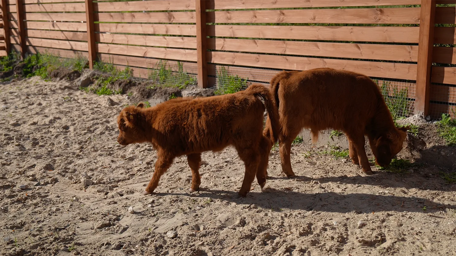 Афиша: Парк альпак «Симба» в Казани 31 декабря 2027