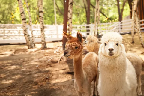 Афиша: Парк альпак «Симба» в Санкт-Петербурге 31 декабря 2027