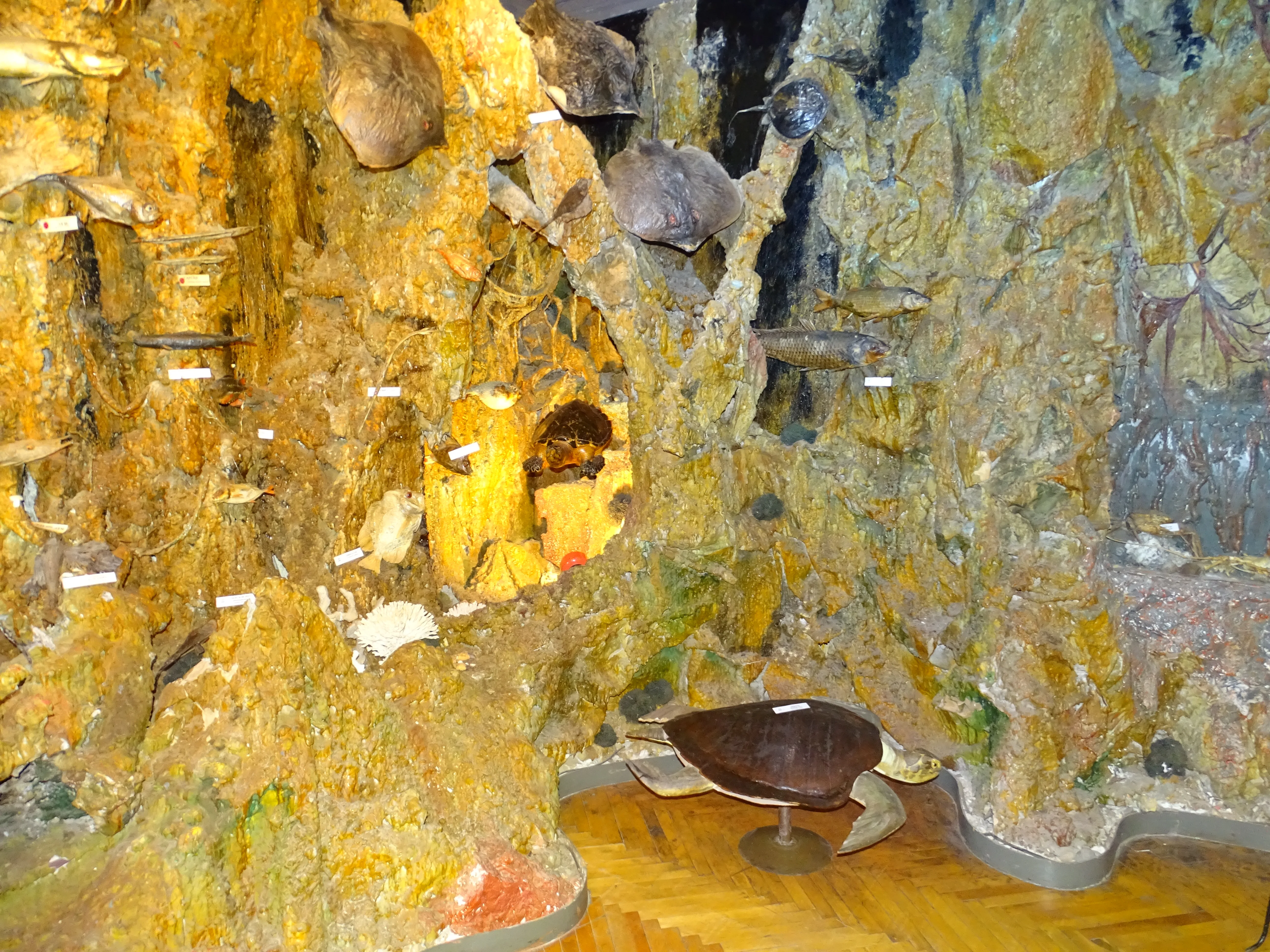 Афиша: Подводный мир в Ейске 31 декабря 2026