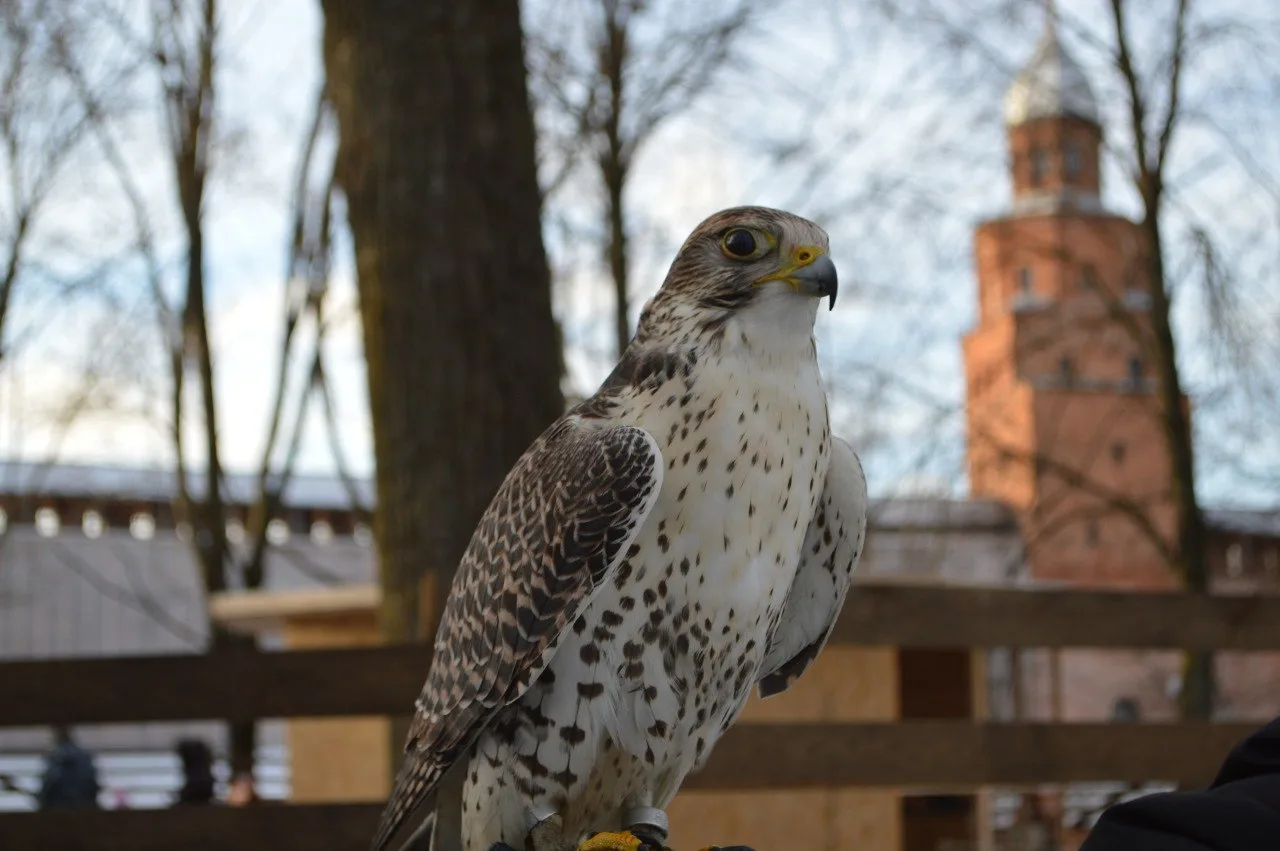Афиша: Соколиный двор в Великом Новгороде 31 декабря 2026
