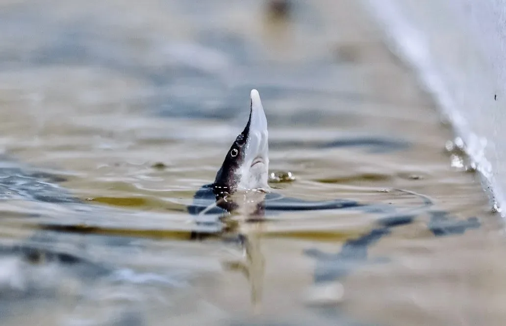 Афиша: На рыбоводный комплекс «Биосфера-фиш» в Казани 13 июля 2026