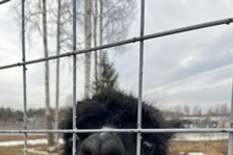 Афиша: Семейный отдых в Карелии. 30 га детского счастья в Казанской пл.е 9 июля 2026