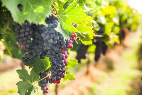 Афиша: Волга-Дон вин фест в Волгограде 24 июля 2026