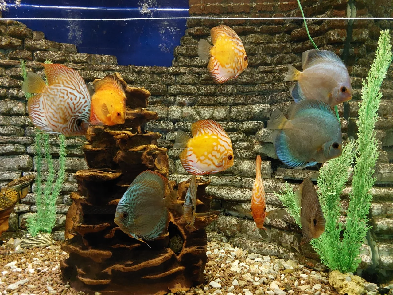 Афиша: Акванариум Наутилус в Омске 30 июня 2027