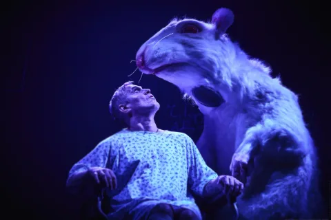 Афиша: Цветы для Элджернона в Новосибирске 2 июня 2026