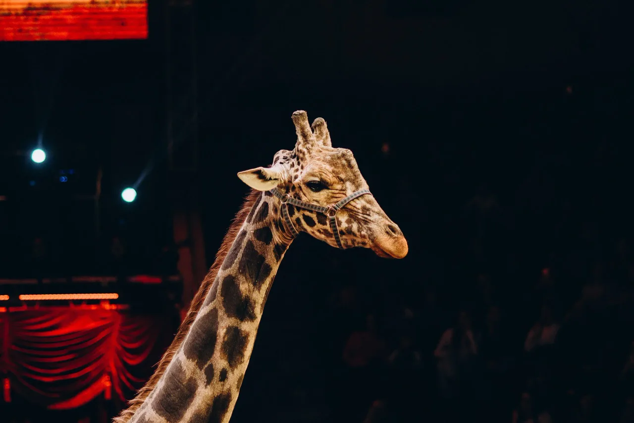 Афиша: Жираф шоу в Рязани 12 июня 2026