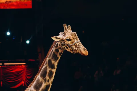 Афиша: Жираф шоу в Рязани 12 июня 2026