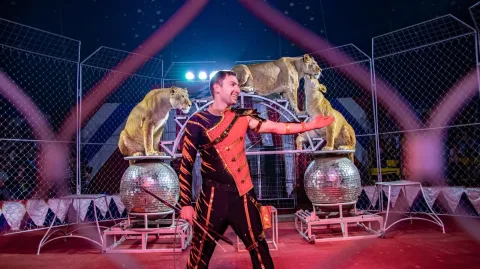 Афиша: Золото Африки. Тигры среди львиц в Ульяновске 6 июня 2026