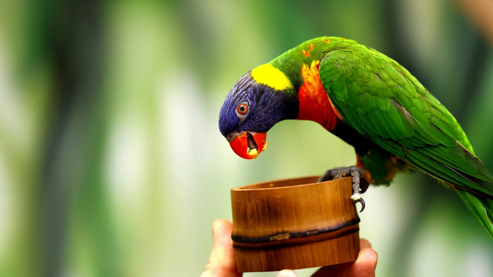 Афиша: 101 попугай в Москве 31 марта 2026