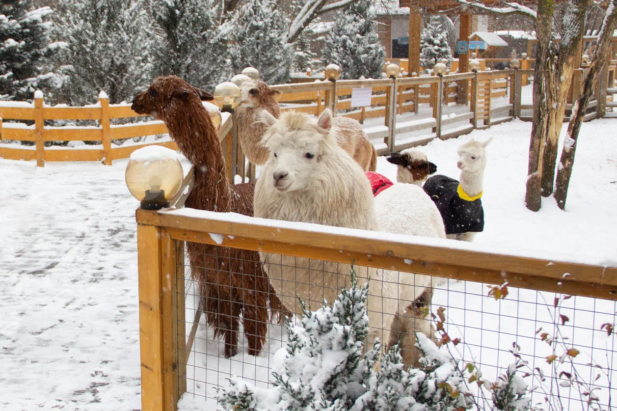 Афиша: Альпака парк в Москве 29 марта 2026