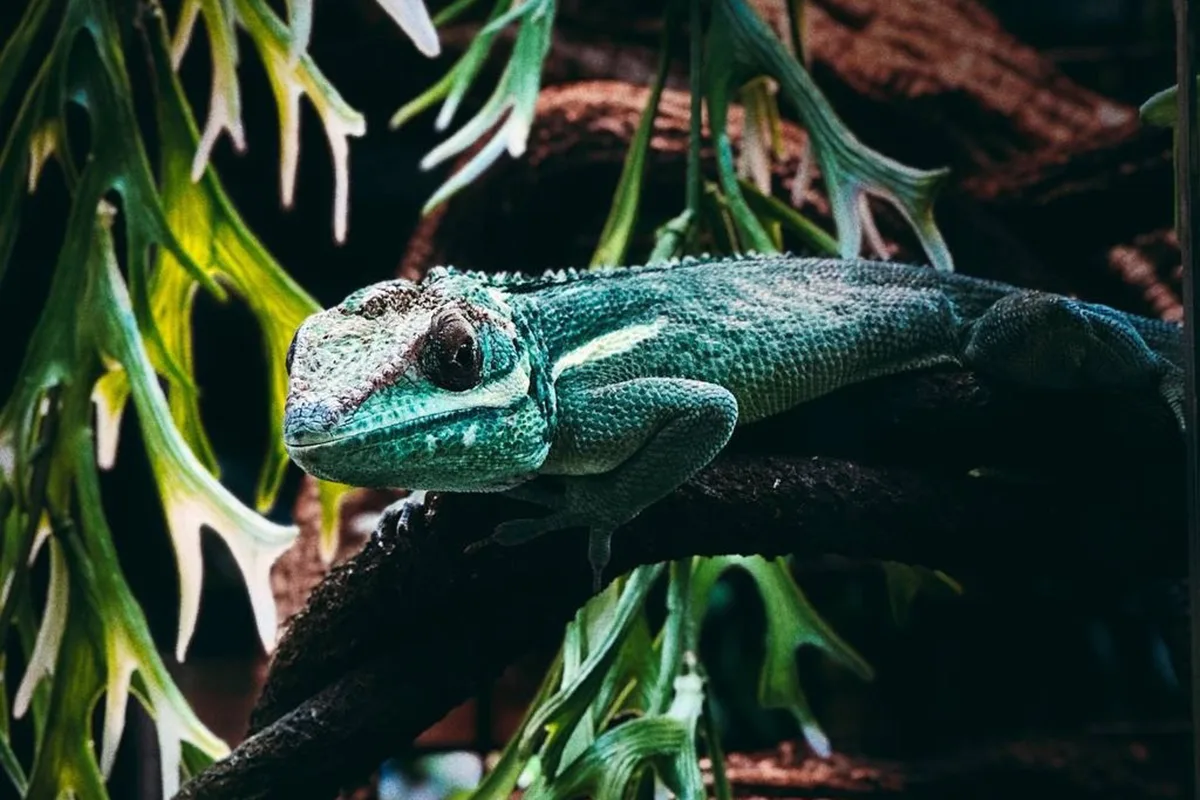 Афиша: Хамелеоны. Интерактивное знакомство с экзотическими животными в Санкт-Петербурге 28 марта 2026