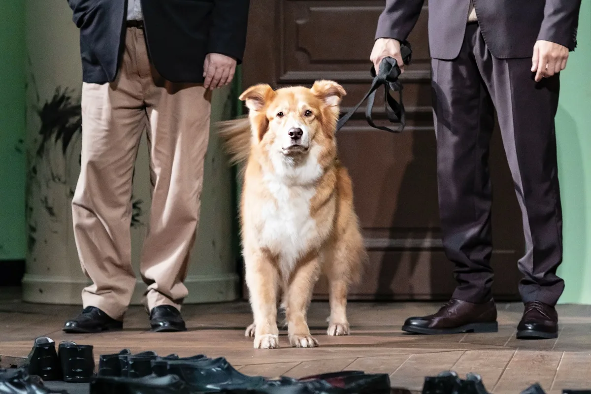 Афиша: Собачье сердце в Калининграде 25 марта 2026