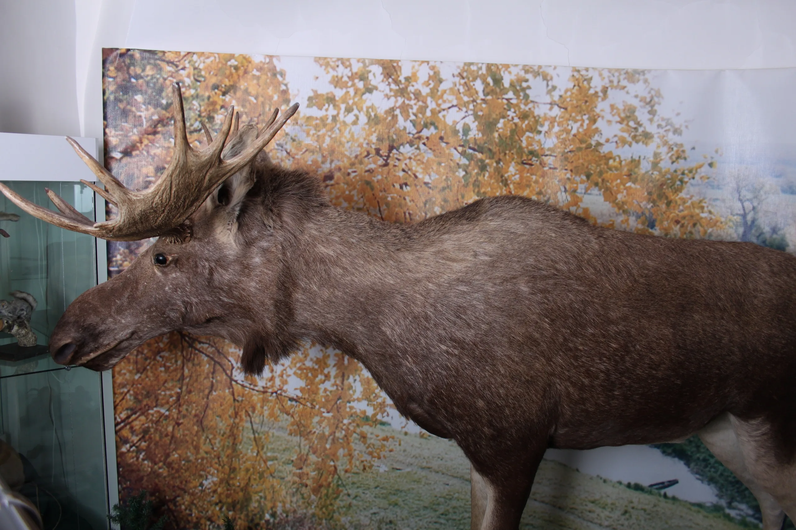 Афиша: Животный мир Томской области в Томске 24 марта 2026