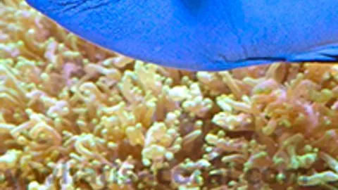 Афиша: Океанариум в Сочи 29 мая 2026