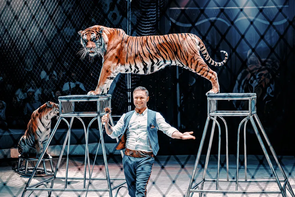 Афиша: Тигры на земле и в воздухе в Севастополе 2 мая 2026